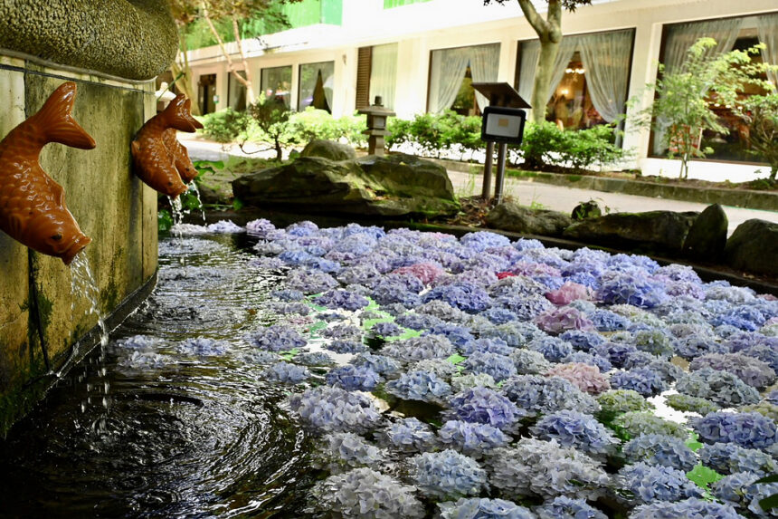 夏日武陵農場 避暑賞繡球花 打卡花手水