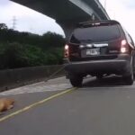 狗慘遭車輛拖行致重傷　飼主疏忽重罰7萬5千元