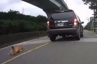 狗慘遭車輛拖行致重傷　飼主疏忽重罰7萬5千元