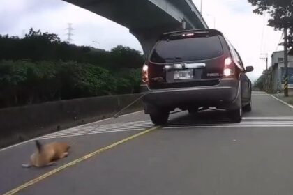 狗慘遭車輛拖行致重傷　飼主疏忽重罰7萬5千元
