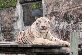 壽山動物園萌虎出動推保育　紙風車劇團8/2旗糖農創園區　上演老虎劇碼