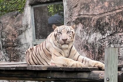 壽山動物園萌虎出動推保育　紙風車劇團8/2旗糖農創園區　上演老虎劇碼