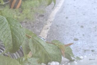 梨山地區下冰雹　中市府持續關心對農作物生產影響