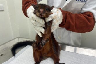 滑翔高手大赤鼯鼠慘摔山溝　新北動保處即時救援　呆萌樣討喜