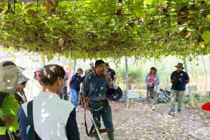 高雄市政府農業局推動百香果去藤觀摩實機上陣  採後清園輕鬆上手