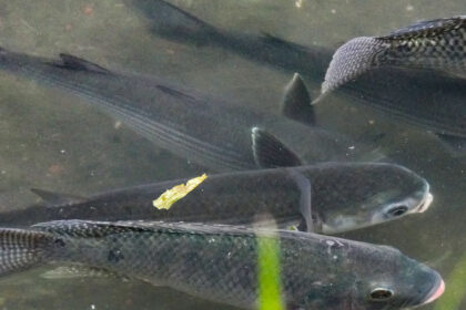 烏魚現蹤新北中和瓦磘溝　從臭水溝到生態綠廊　水利局:長期且持續治理策略奏效