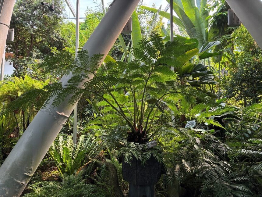 探索台灣蕨類王國歷史　典藏植物園「蕨」對好看