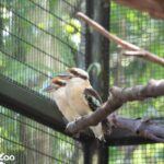 快來雨林區找萌寶！北市動物園笑翠鳥家族喜迎2隻新生寶寶