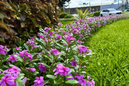 日日春好顏色　彩繪夏日台北街頭