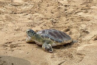 綠蠵龜蛤仔成功康復　基隆大武崙沙灘再現生命奇蹟