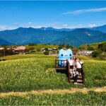 花蓮富里這Young玩！咖波帶你玩出金針花樣夏日