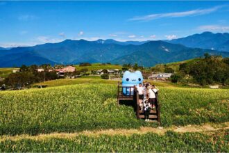 花蓮富里這Young玩！咖波帶你玩出金針花樣夏日