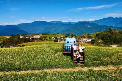 花蓮富里這Young玩！咖波帶你玩出金針花樣夏日