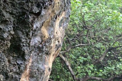 北市教育局辦「走出幽谷迎向光明」夏令營　助青年擁抱正向人生