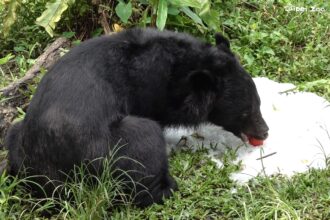 動物消暑奇招！北市動物園「蔬果剉冰」抗高溫