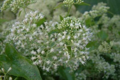 防治小花蔓澤蘭危害　中市府加碼收購金至每公斤8元