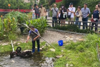 揭密黑天鵝長居秋紅谷原因！　中市邀您中秋節「賞鵝踏青」