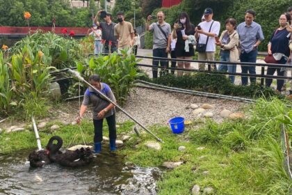 揭密黑天鵝長居秋紅谷原因！　中市邀您中秋節「賞鵝踏青」