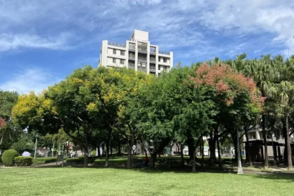 金黃欒花迎秋盛放　中市建設局邀市民共賞繽紛花景