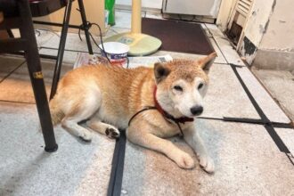 遛狗遇雷擊害毛孩嚇跑　飼主疏忽挨罰3000元