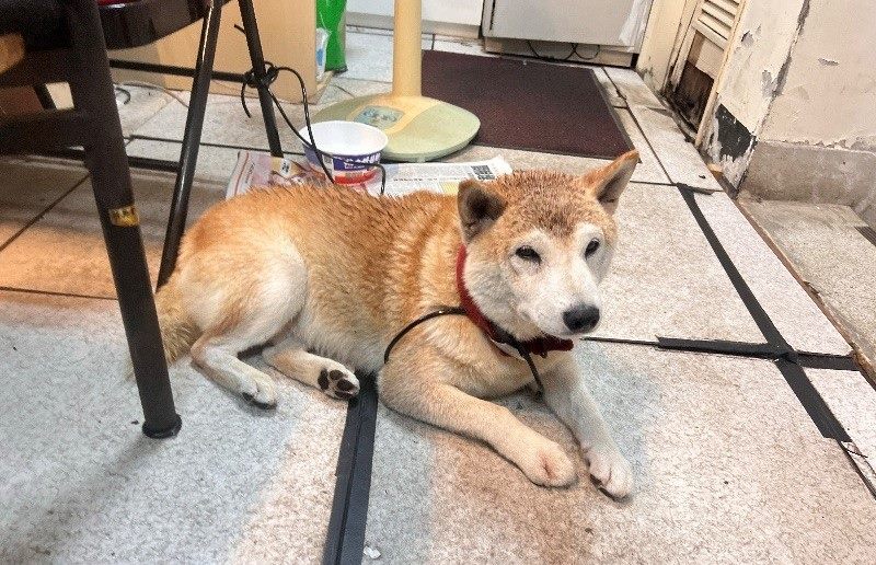 遛狗遇雷擊害毛孩嚇跑　飼主疏忽挨罰3000元