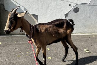 林口海邊走失山羊　在山間牧場找到幸福下一站