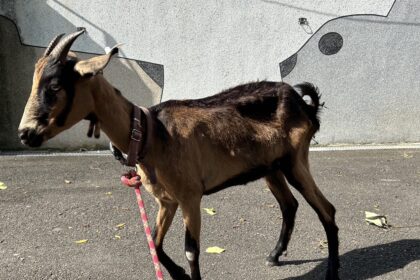 林口海邊走失山羊　在山間牧場找到幸福下一站