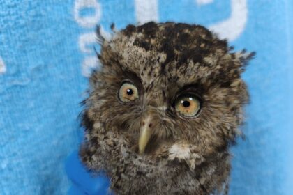 瑞芳民宅半夜飛入毛茸茸小毛球　屋主驚喜接待圓臉大眼客