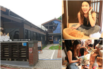台南 赤崁東街日式宿舍 角落有貓 歷史建築變身寵物餐廳
