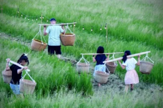 秋收體驗「關渡那麼田」　運動會、音樂會感受土地魅力