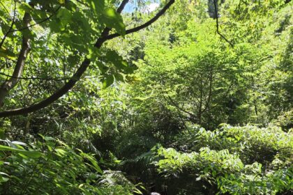教師節小旅行首選　走訪北投湖山社區體驗食農與人文之美