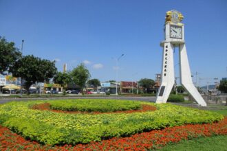 來自天使花的祝福　北投道路綠意顧眼睛