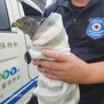 保育猛禽鳳頭蒼鷹誤闖北市議會　動保處即刻救援後將野放
