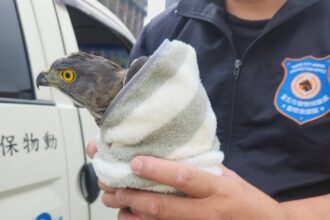 保育猛禽鳳頭蒼鷹誤闖北市議會　動保處即刻救援後將野放