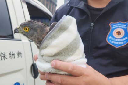 保育猛禽鳳頭蒼鷹誤闖北市議會　動保處即刻救援後將野放