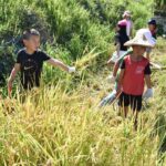 「食農小學堂」開課！陽明山平等國小在鵝尾山「割稻」迎好運