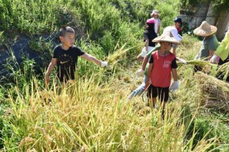 「食農小學堂」開課！陽明山平等國小在鵝尾山「割稻」迎好運