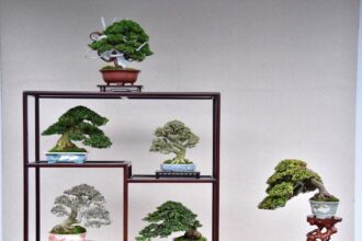 雙十佳節限定　士林官邸展出百年漢風盆景