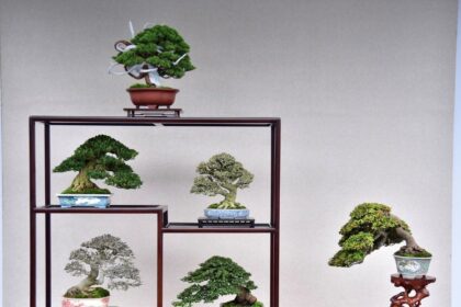 雙十佳節限定　士林官邸展出百年漢風盆景