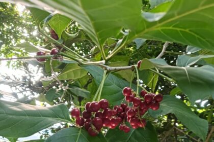 罕見止宮樹結果　台北植物園飄秋意