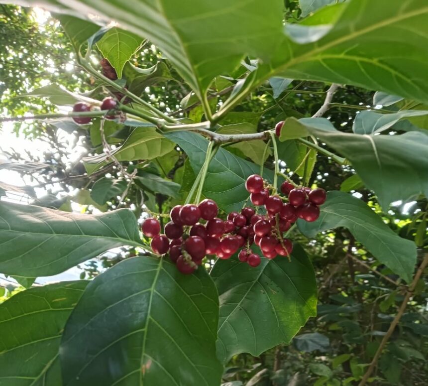 罕見止宮樹結果　台北植物園飄秋意
