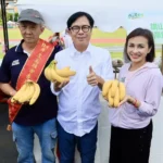 2025夏季新鮮市「旗山蕉響樂」香甜登場 　邀請大家來旗山品嚐 　選購優質農產