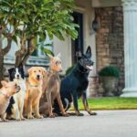 代銷天王愛犬暴斃　解剖結果與西北訓犬學苑無關　業者盼還清白