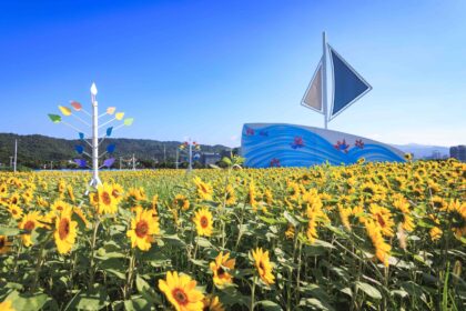 北市大佳河濱向日葵花海爆炸盛開　金色河畔超好拍