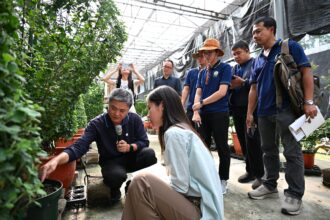 士林官邸菊展揚名吸引泰團來訪　公園處分享獨門菊藝
