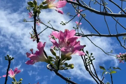 秋分花影醉人心　美人樹綻放妝點台北街景