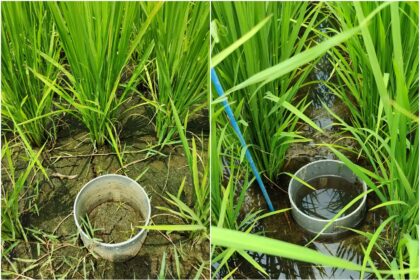 節水減碳雙效益　臺南農改場推廣稻田乾濕灌溉新技術