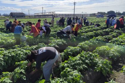 洋芋控別錯過!　 農業局輔導后里「薯意聯合」嘉年華10/4登場