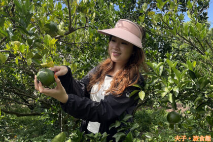 台南 津-南寮椪柑觀光果園 採摘青皮椪柑