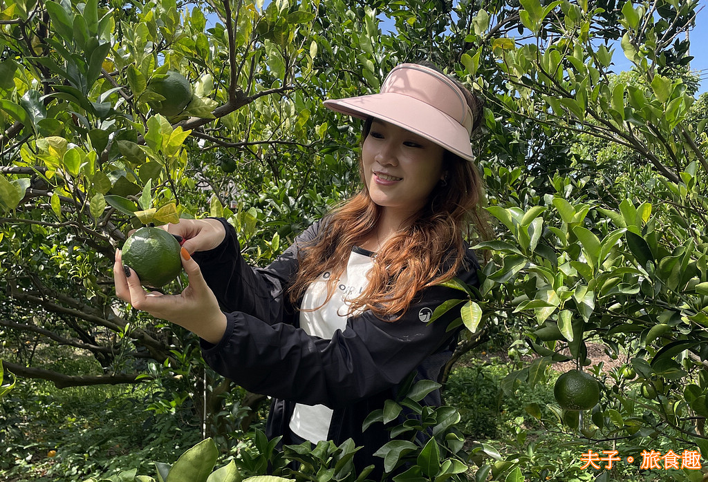 台南 津-南寮椪柑觀光果園 採摘青皮椪柑 台南 津-南寮椪柑觀光果園 採摘青皮椪柑